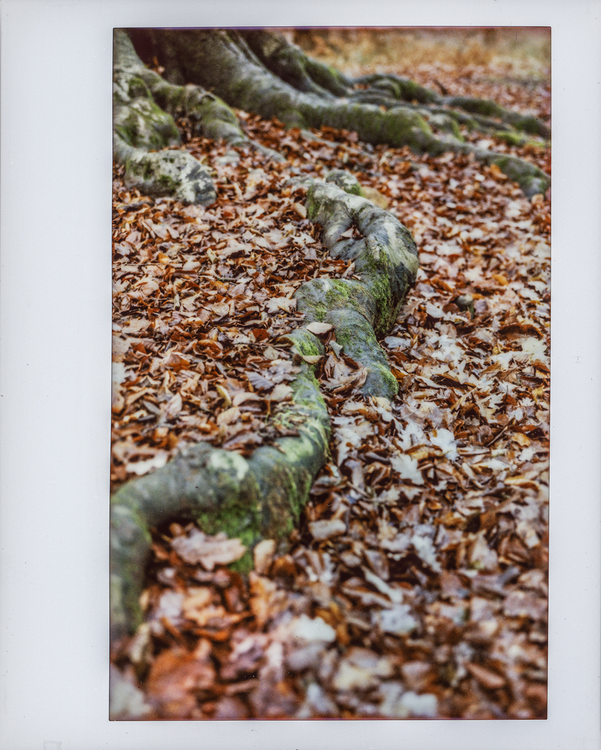 Root detail, Knole Park [Custom Polaroid 110B Instax Wide Conversion - Instax Wide Colour]