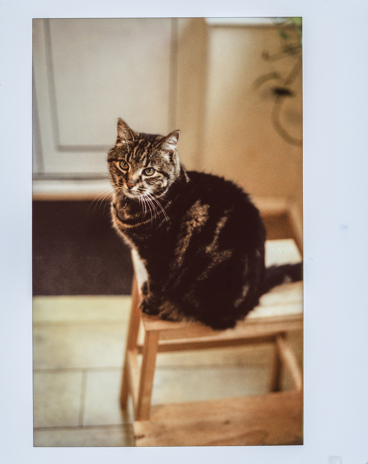Joey [Custom Polaroid 110A Instax Wide Conversion - Instax Wide Colour]