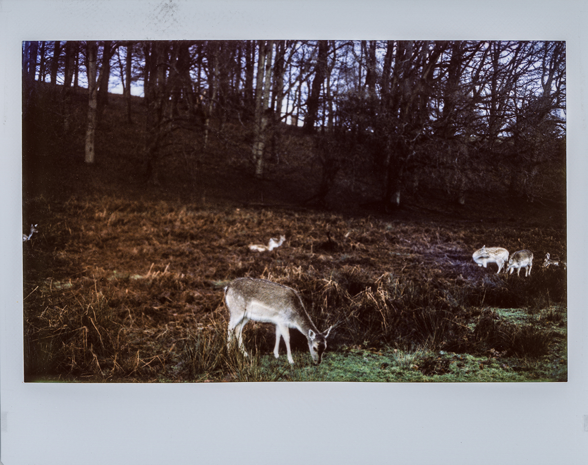 Favourite from 1st field test [Custom Polaroid 110A Instax Wide Conversion - Instax Wide Colour]