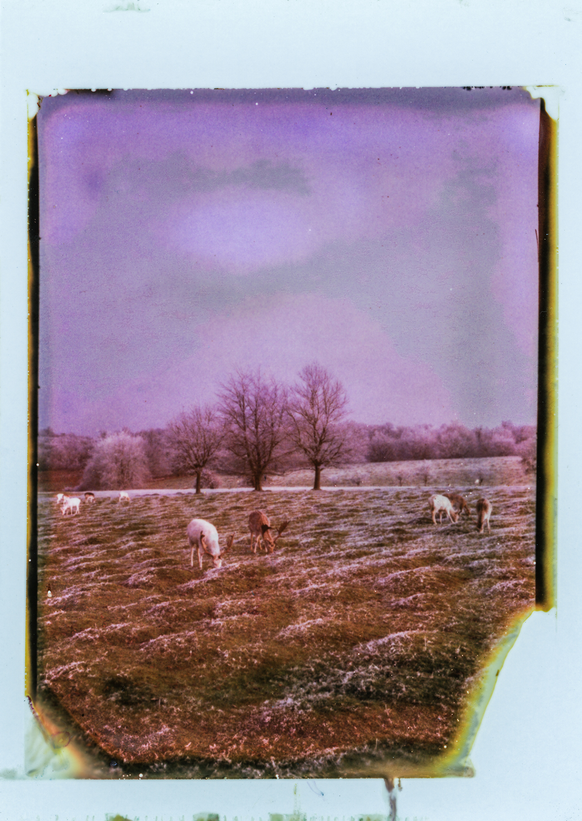 Icy Knole Park [Polaroid Land Camera 190]