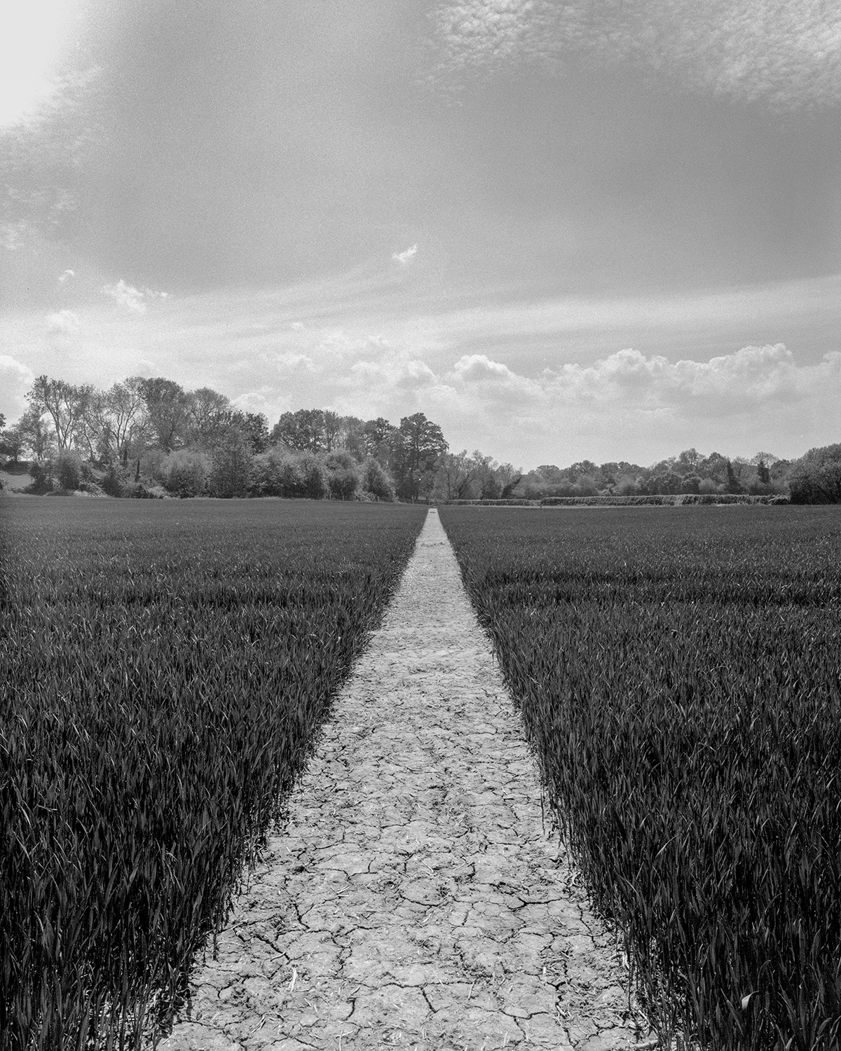 Your typical footpath [Shen Hao TZ45-11, Nikkor SW 90mm f8- Fomapan 400]