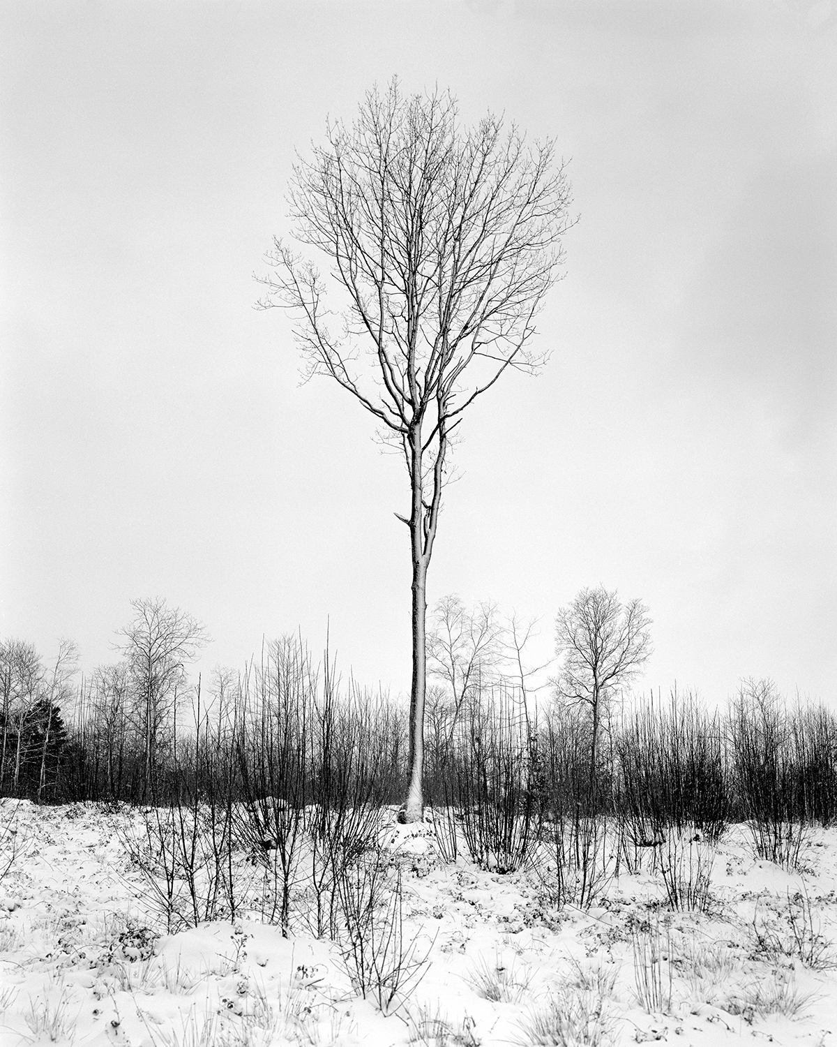 Lone tree in the cold [Shen Hao TZ45-11, Nikkor SW 90mm f8 - Ilford HP5+]