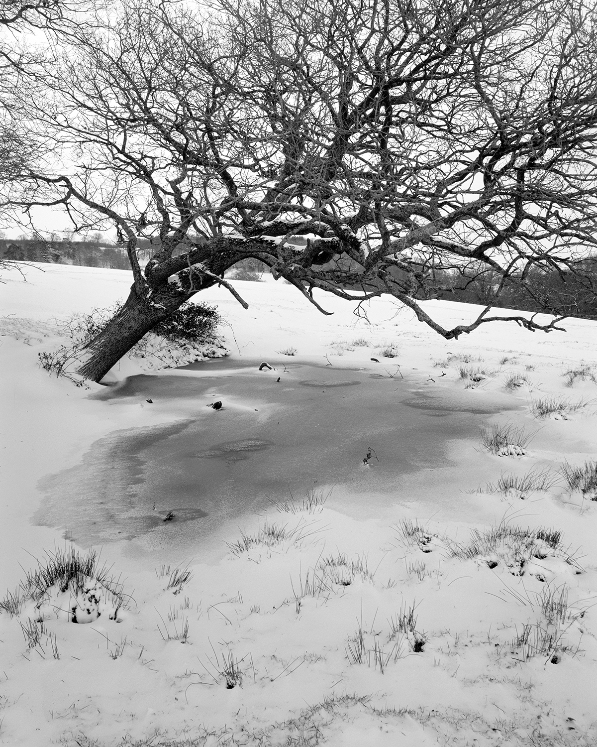 The frozen pond [Shen Hao TZ45-11, Nikkor SW 90mm f8 - Ilford HP5+]